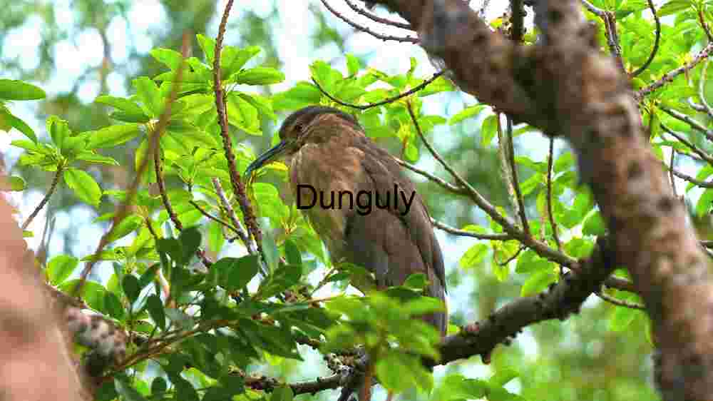 Experience Earth's natural splendor from above. Explore its innate beauty through professional capture (44) Bird Perched in Lush Greenery