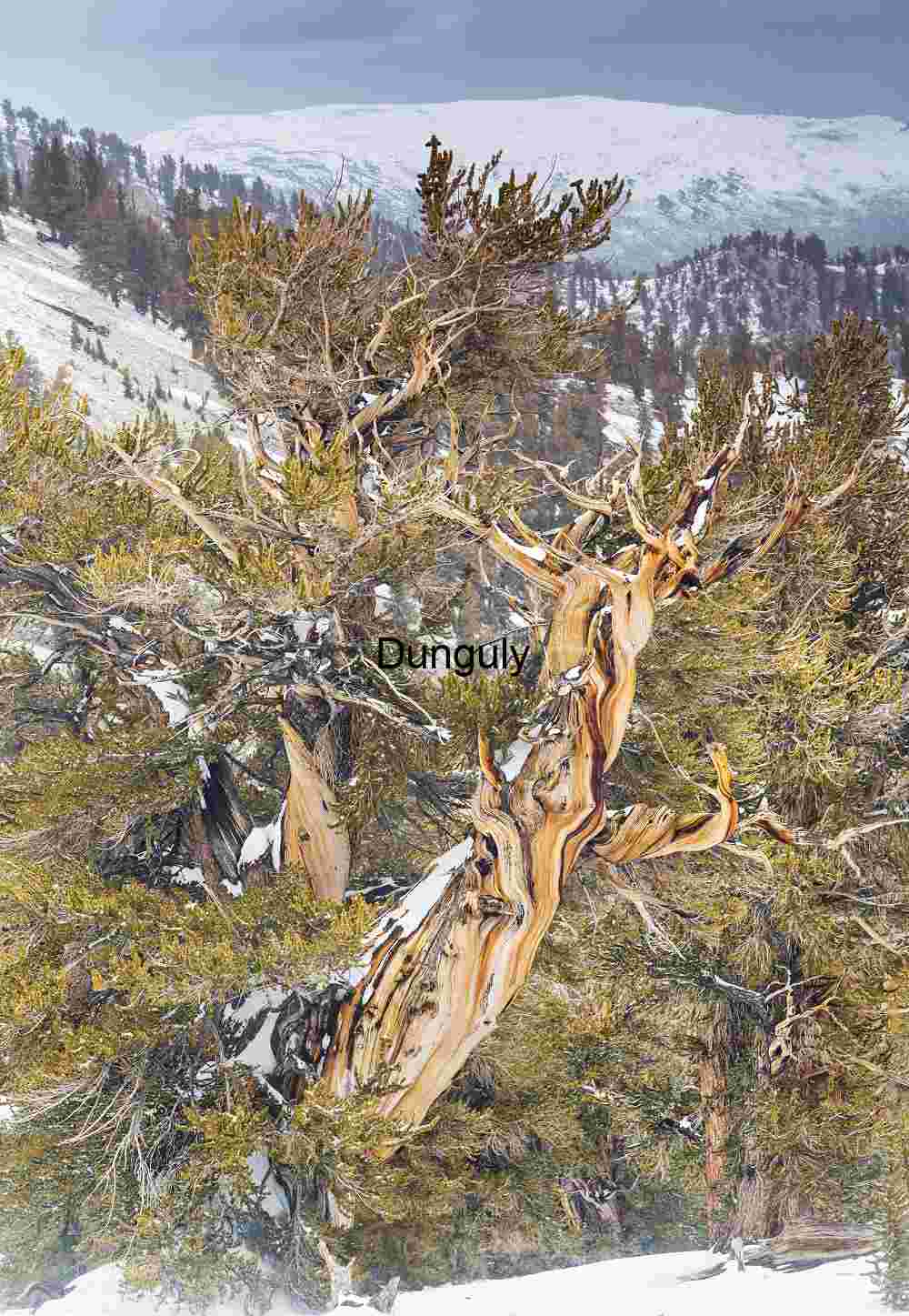 Bristlecone_Pine_in_snow_3 Ancient Bristlecone Pine in Winter's Embrace