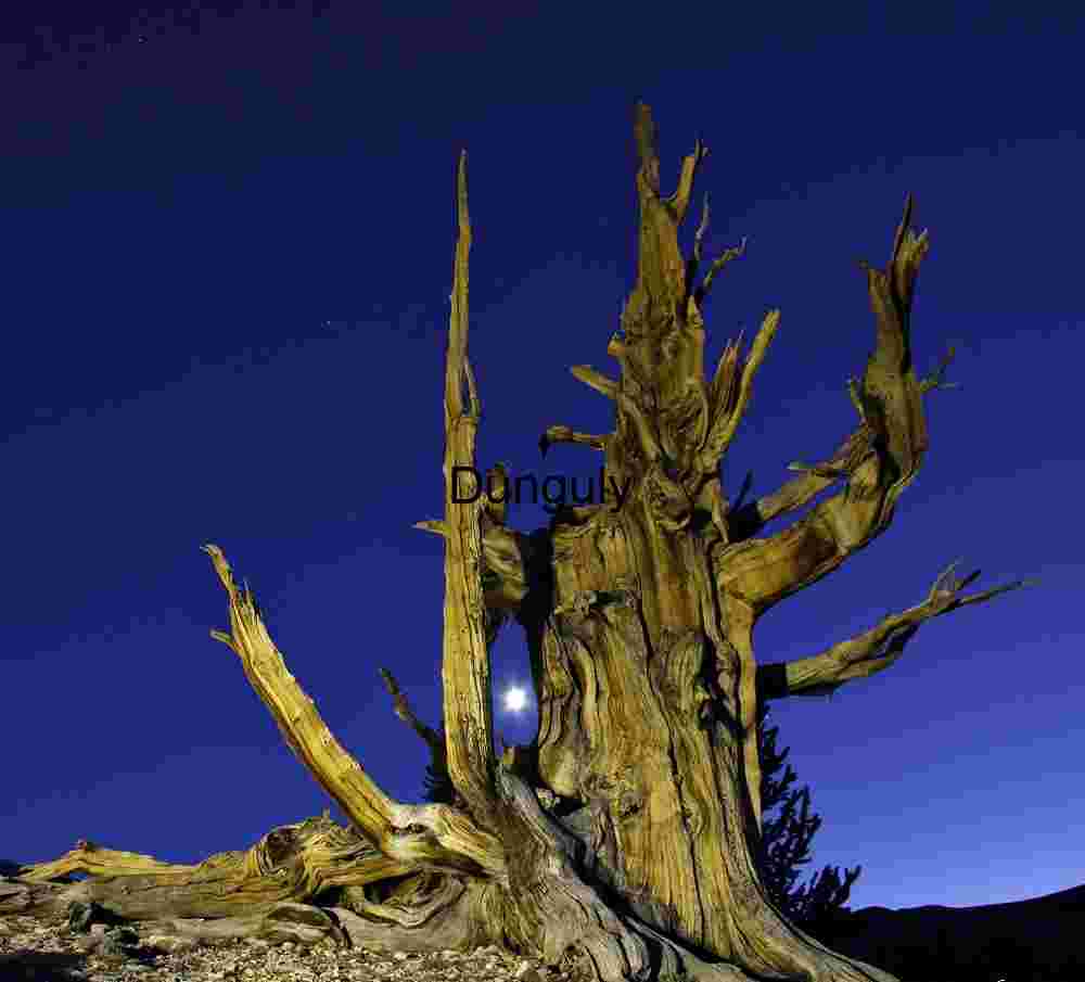 Bristlecone_Pine_moon_starburst Moonlit Dead Tree Against Twilight Sky