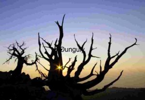 Silhouetted Dead Trees at Sunset