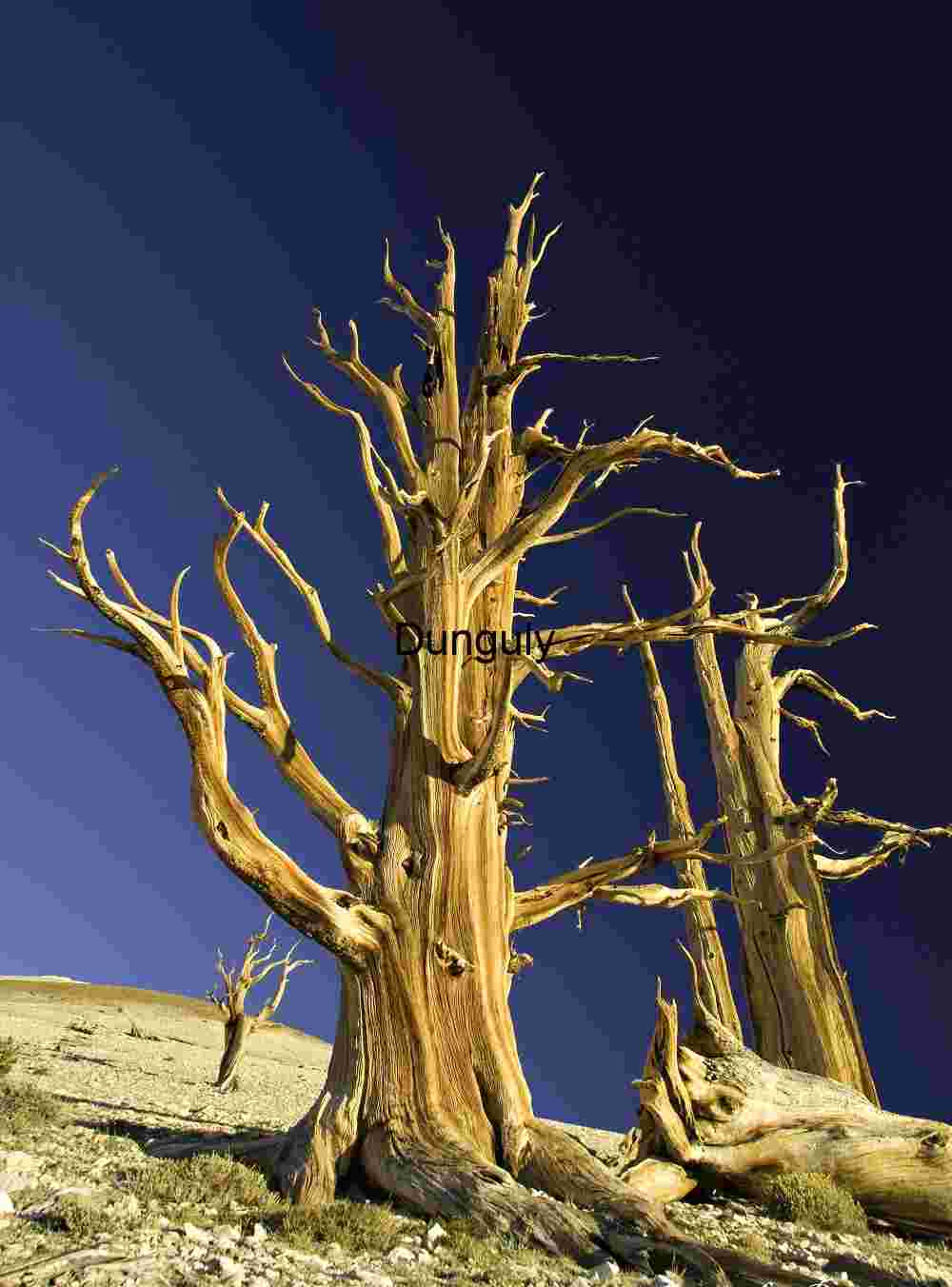 Bristlecone_Pines_gnarly_sunrise Ancient Bristlecone Pines Under a Majestic Sky