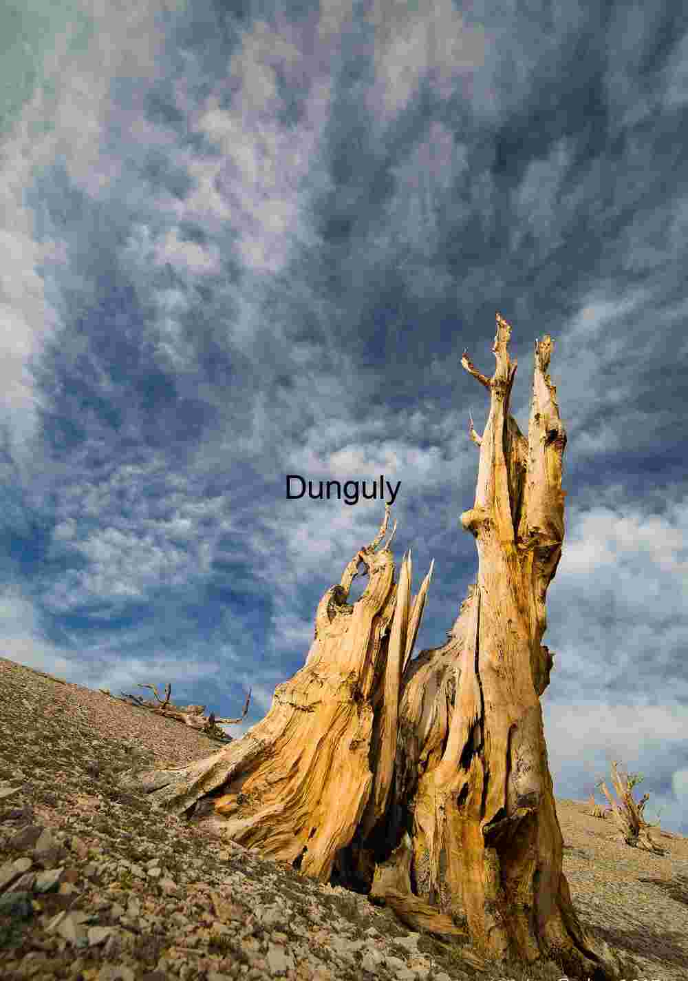 Bristlecone_snag_against_clouds_Ancient_Bristlecone_Pine_Forest_White_Mountains Ancient Bristlecone Pine Tree Under Dramatic Sky