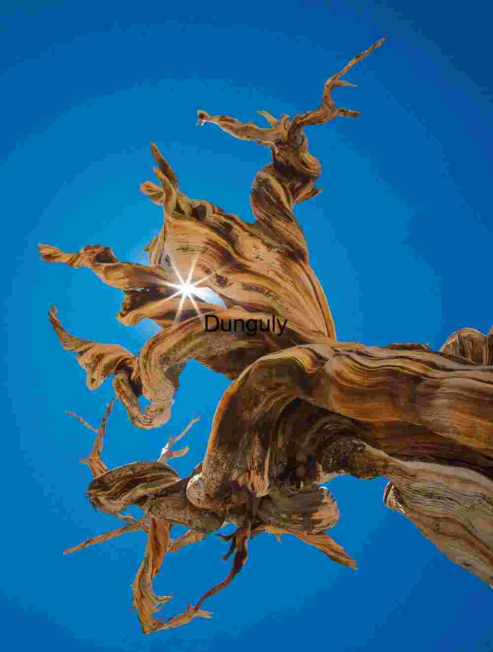 Bristlecone_sunstar_White_Mountains Ancient Bristlecone Pine Tree Against Clear Blue Sky