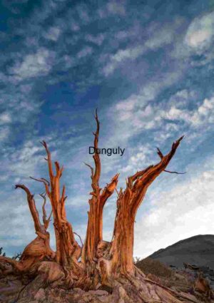 Ancient Bristlecone Pine Tree Against a Dramatic Sky