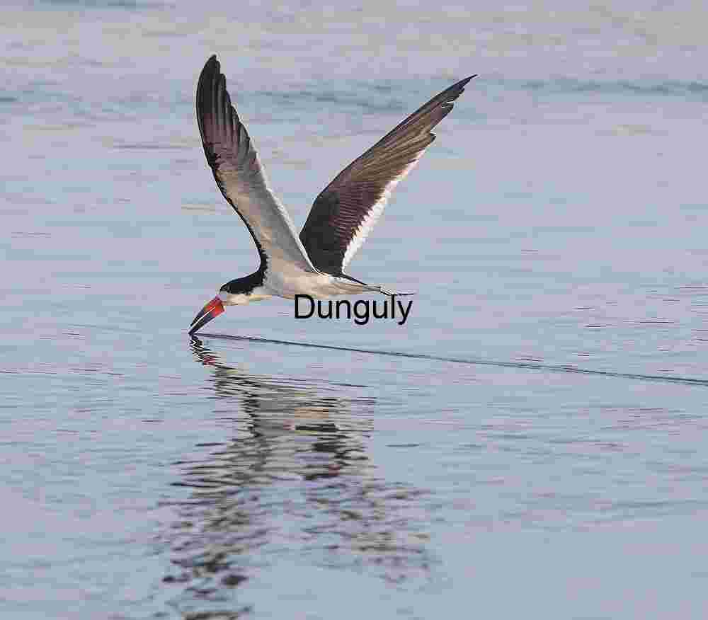 Black_skimmer_with_skimming_trail_Bolsa Chica Precision Glide: Black Skimmer Cuts the Surface