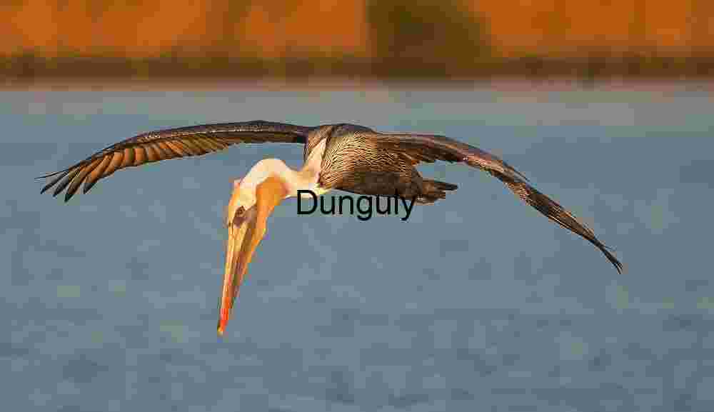 Brown_pelican_searching_Bolsa Chica Horizon Spread: Pelican Above Golden Shore