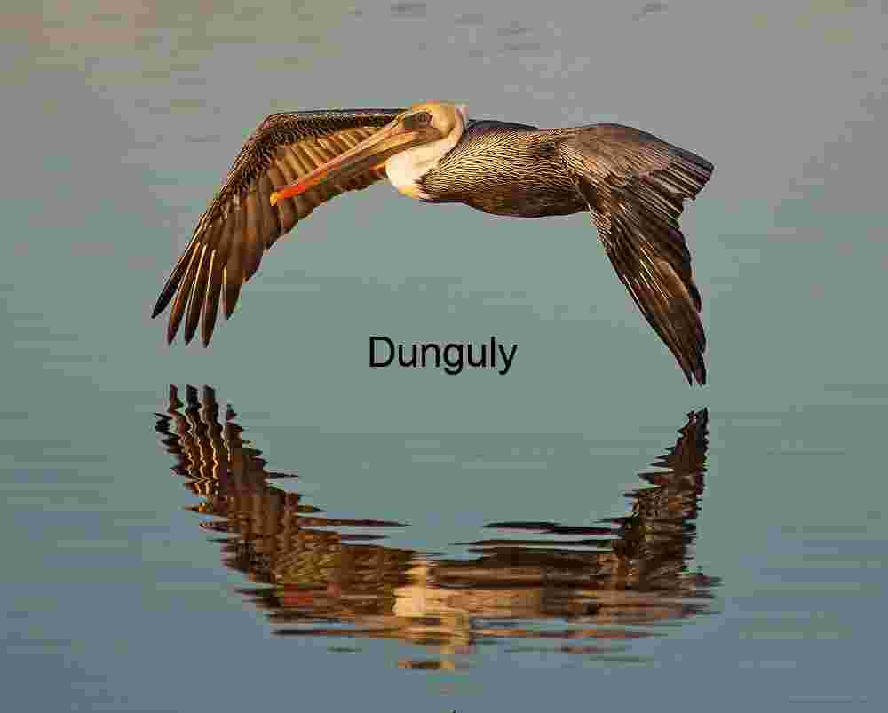 Brown_pelican_skimming_Bolsa Chica Mirror Glide: Pelican in Aerial Harmony