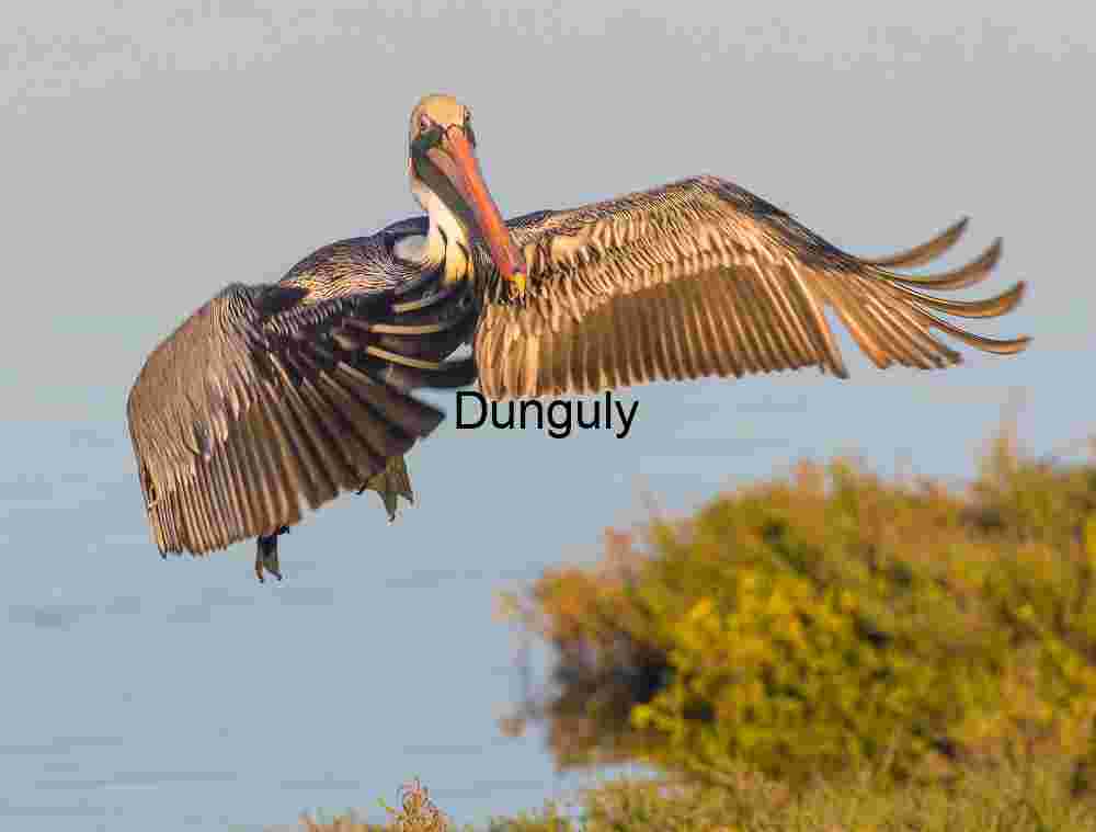 Brown_pelican_wings_spread_to_land_Bolsa Chica Aquatic Trajectory: Brown Pelican Over Marsh Waters