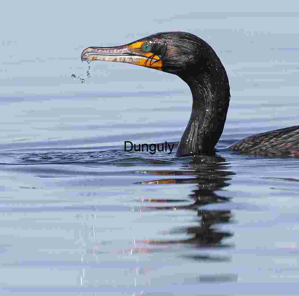 Cormorant_dripping_from_bill_after_dive_Bolsa Chica Emerald Glint: Cormorant in Watery Stillness