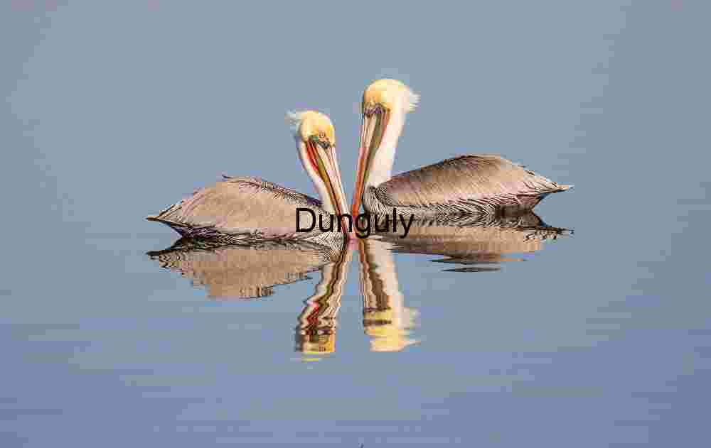Crossover_ Two_brown_pelicans_and_reflections_Bolsa Chica Reflected Accord: Twin Pelicans in Quiet Balance