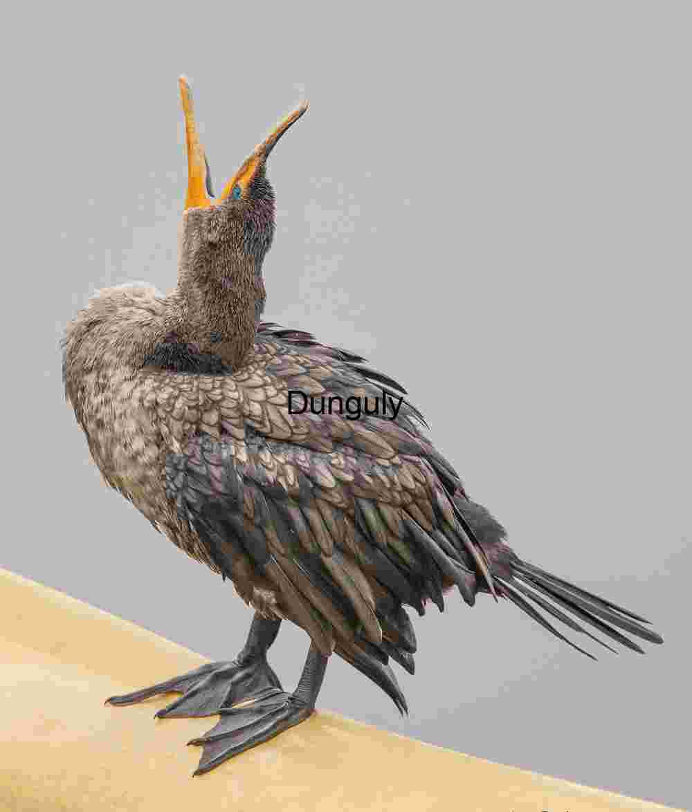 Double_crested_cormorant_yawning_Bolsa Chica Open Call: Cormorant’s Piercing Cry in Stillness