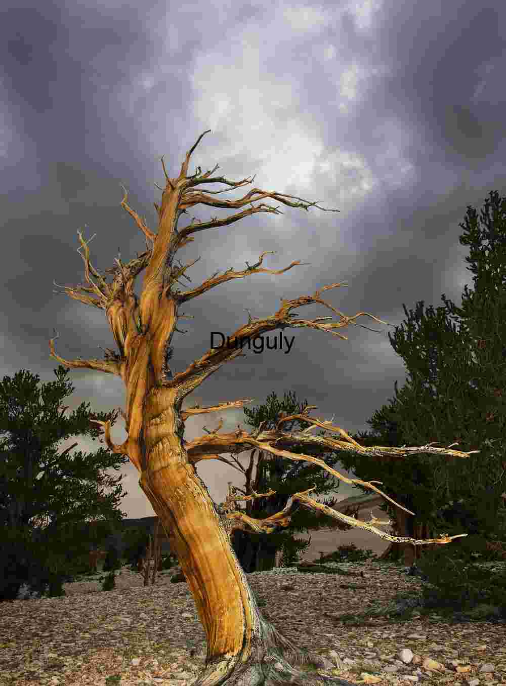 Sinuous_bristlecone_pine_before_thunder_clouds. Sentinels Beneath Thunder: Bristlecone Against Storm