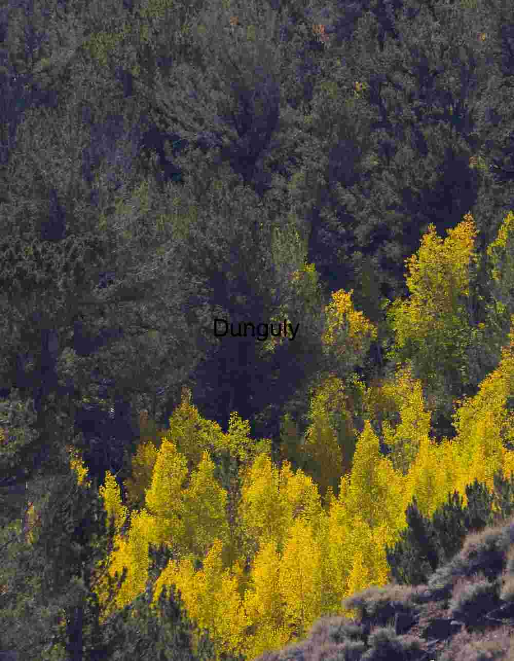 White_Mountains_Aspens_in_Cottonwood_Basin Golden Shift: Autumn’s Canopy in Contrast