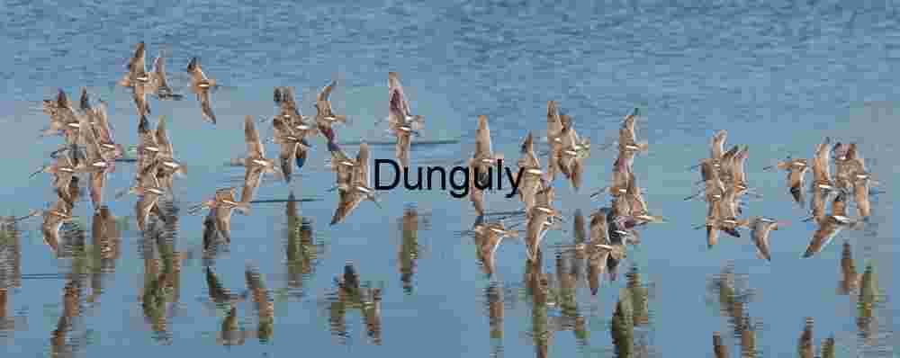 fling birds for searcing fish Shorebird Flock in Flight Over Water