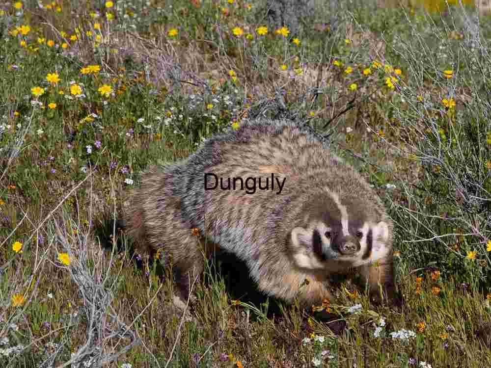 American badger in the Temblor hills - Carrizo Plain American Badger in Blooming Prairie Habitat