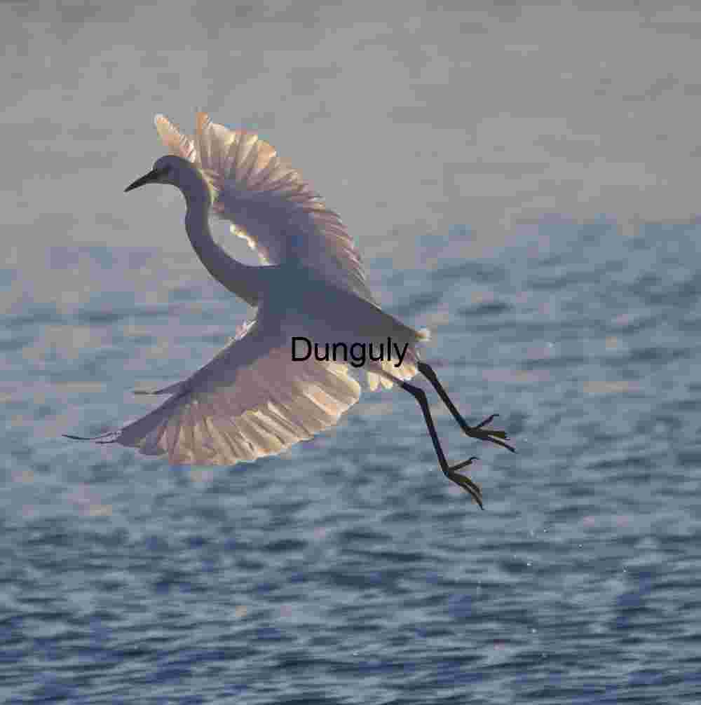 Back-lit egret in flight - Bolsa Chica Sunlit Egret Gliding Gracefully Over Tranquil Waters