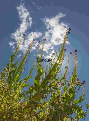 Skyward Bloom: Wildflowers Reaching into Light