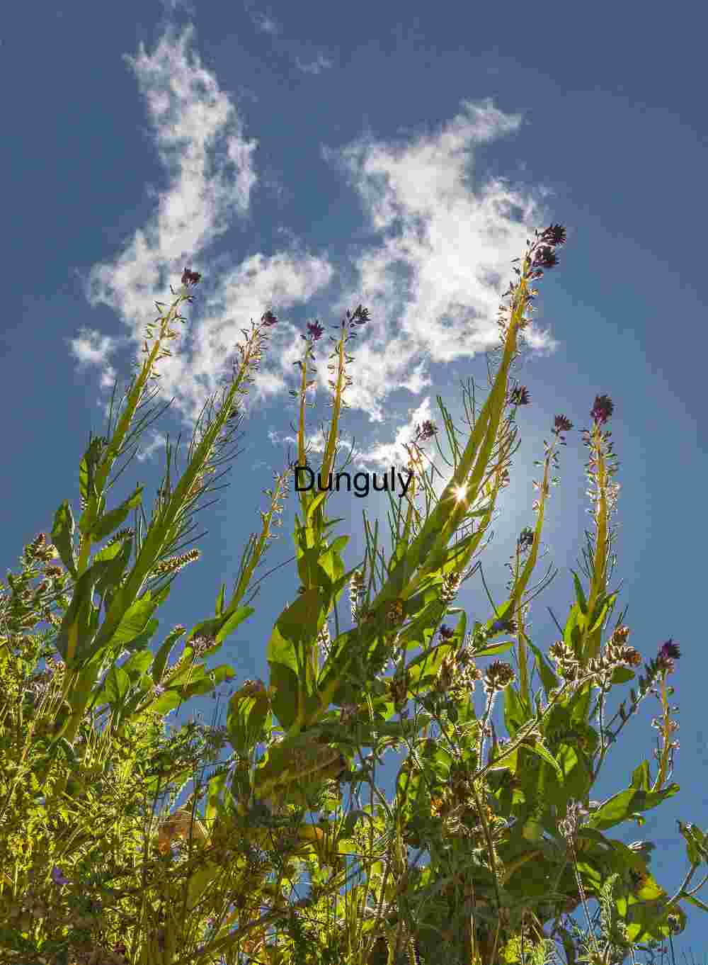 Backlit desert candles - Temblor Range, Carrizo Plain National Monument Skyward Bloom: Wildflowers Reaching into Light