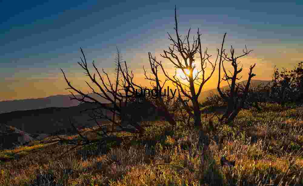 Backlit sunset with dead tree - Caliente Mountains Twilight Silhouettes: Sunset Over Wild Terrain