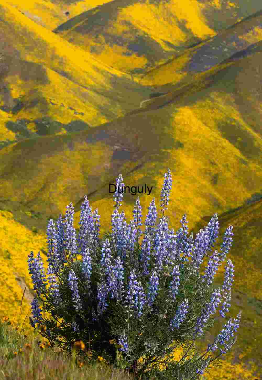 Blue lupine - Carrizo Plain Blue Lupine Against Golden Hills – Carrizo Plain