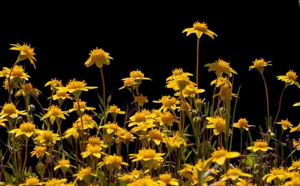 California goldfields - Carrizo Plain Burst of Yellow: Wildflowers Against the Void