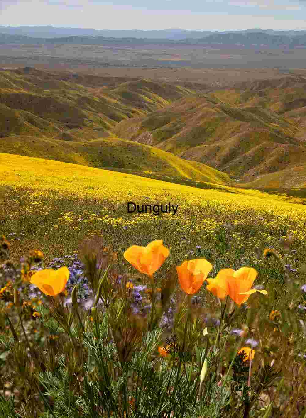 California poppies California Poppies and Wildflower-Covered Hills Under Spring Skies