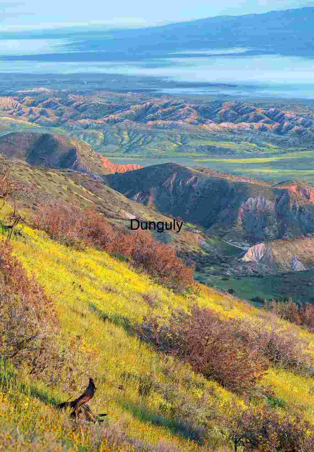 Carrizo plain view with wildflowers and low-lying fog; Carrizo Plain National Monument Golden Bloom Over Hills: A Landscape of Light and Layers