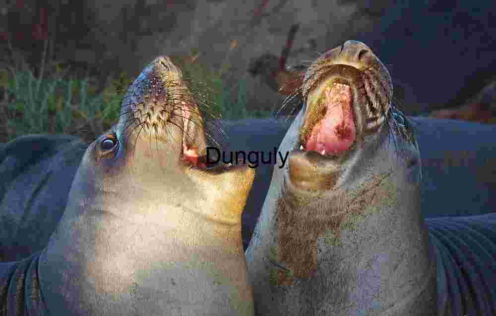 Concerted roar - Elephant seals, Piedras Blancas Clash of Titans: Elephant Seals in Vocal Combat
