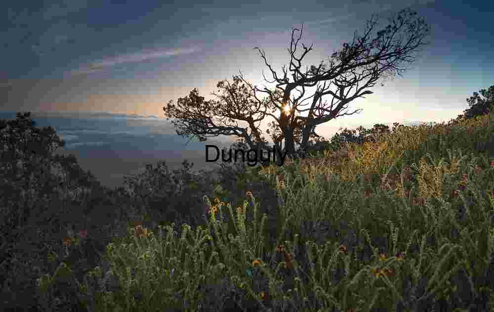 Dawn sunstar through tree - Carrizo Plain National Monument Silhouettes and Sunlight: A Tree’s Quiet Witness at Dusk