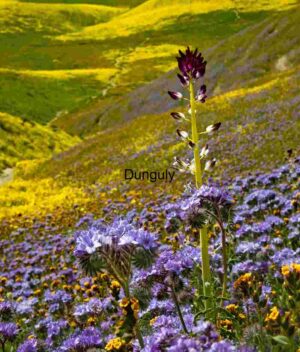 Wildflower Sentinel Over Spring Hills