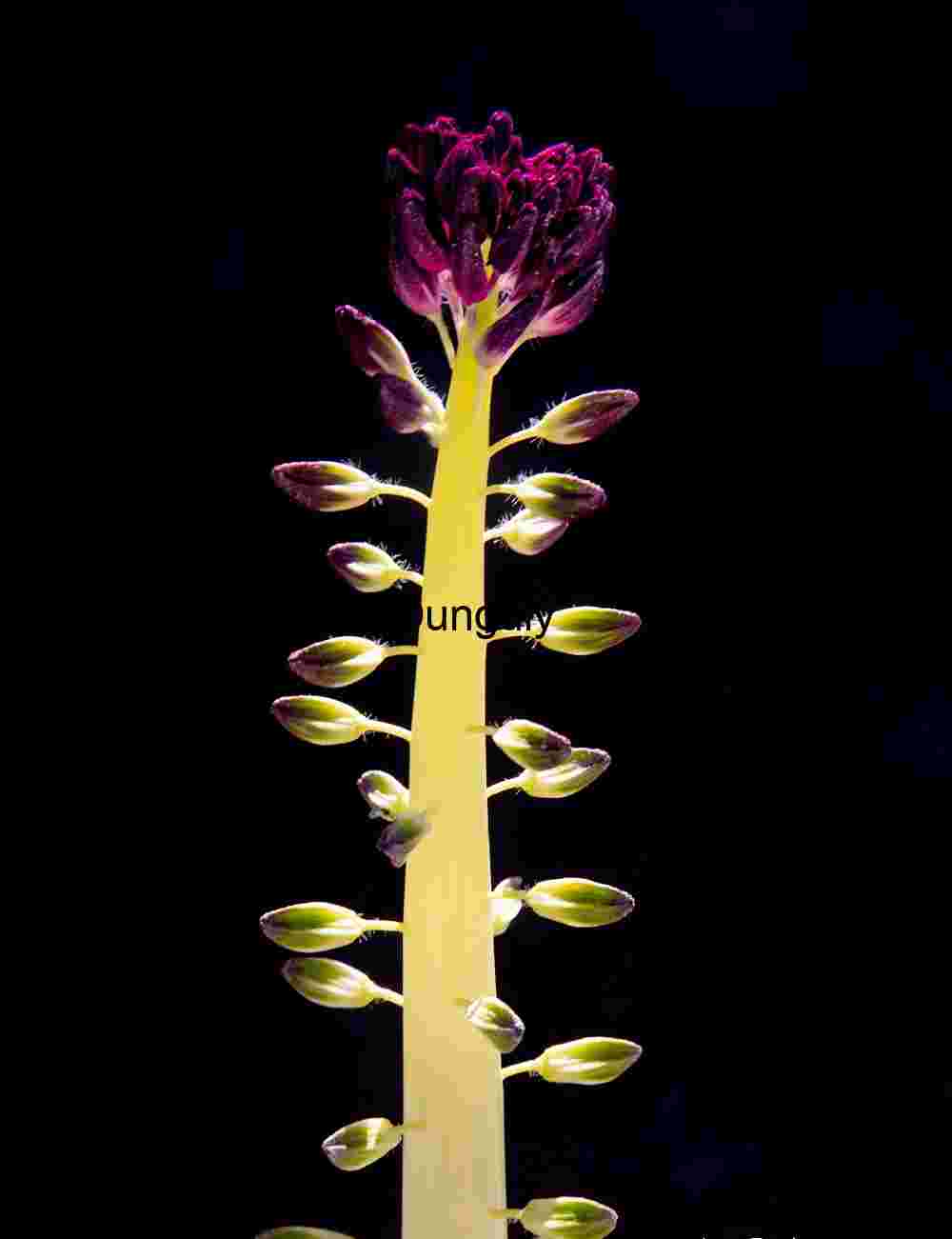 Desert candle Symmetry in Bloom: Vertical Stem with Buds and Purple Flowers