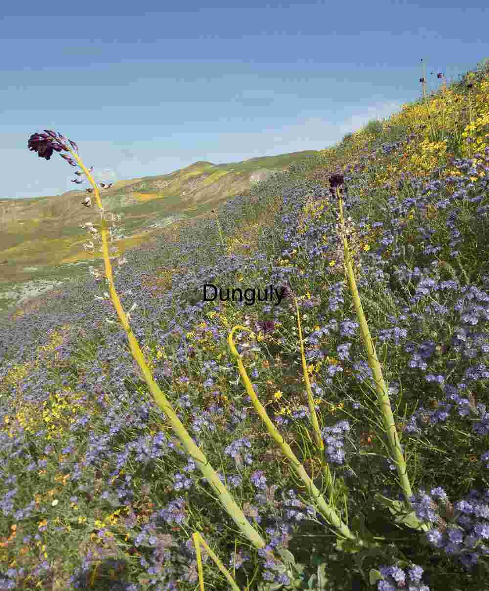 Desert candles - Temblor Range, Carrizo Plain National Monument Desert Candles in Bloom – Temblor Range, Carrizo Plain