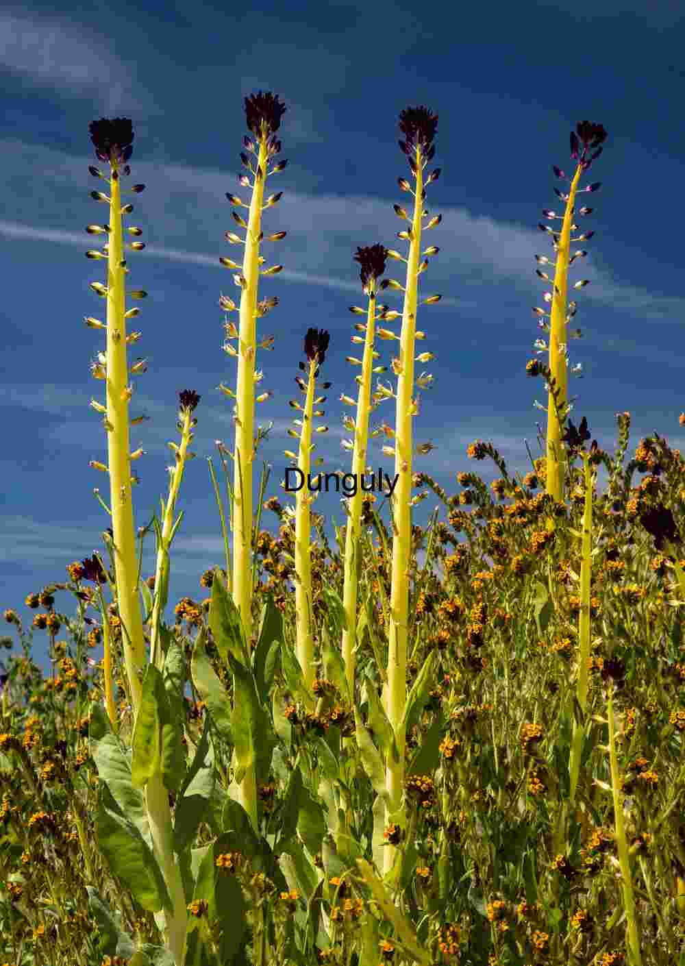 Desert candles Towering Blooms in a Wildflower Sea