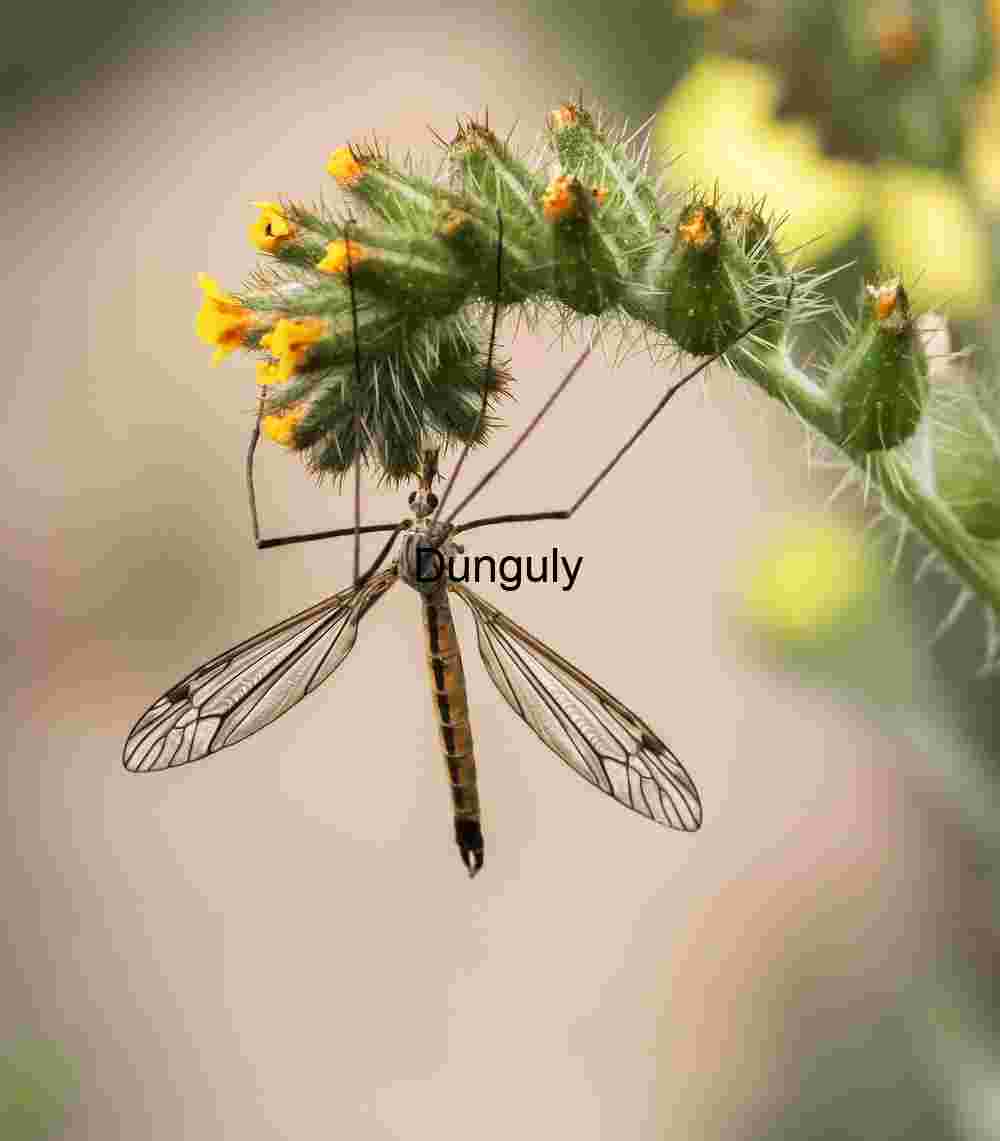 Dragonfly- Carrizo Plain National Monument Crane Fly and Bloom: A Moment of Delicate Suspension
