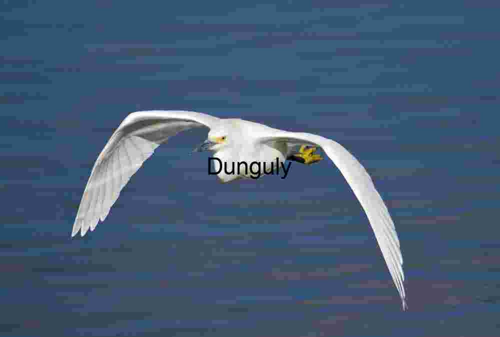 Egret flight- Bolsa Chica Graceful Egret in Flight Over Serene Waters