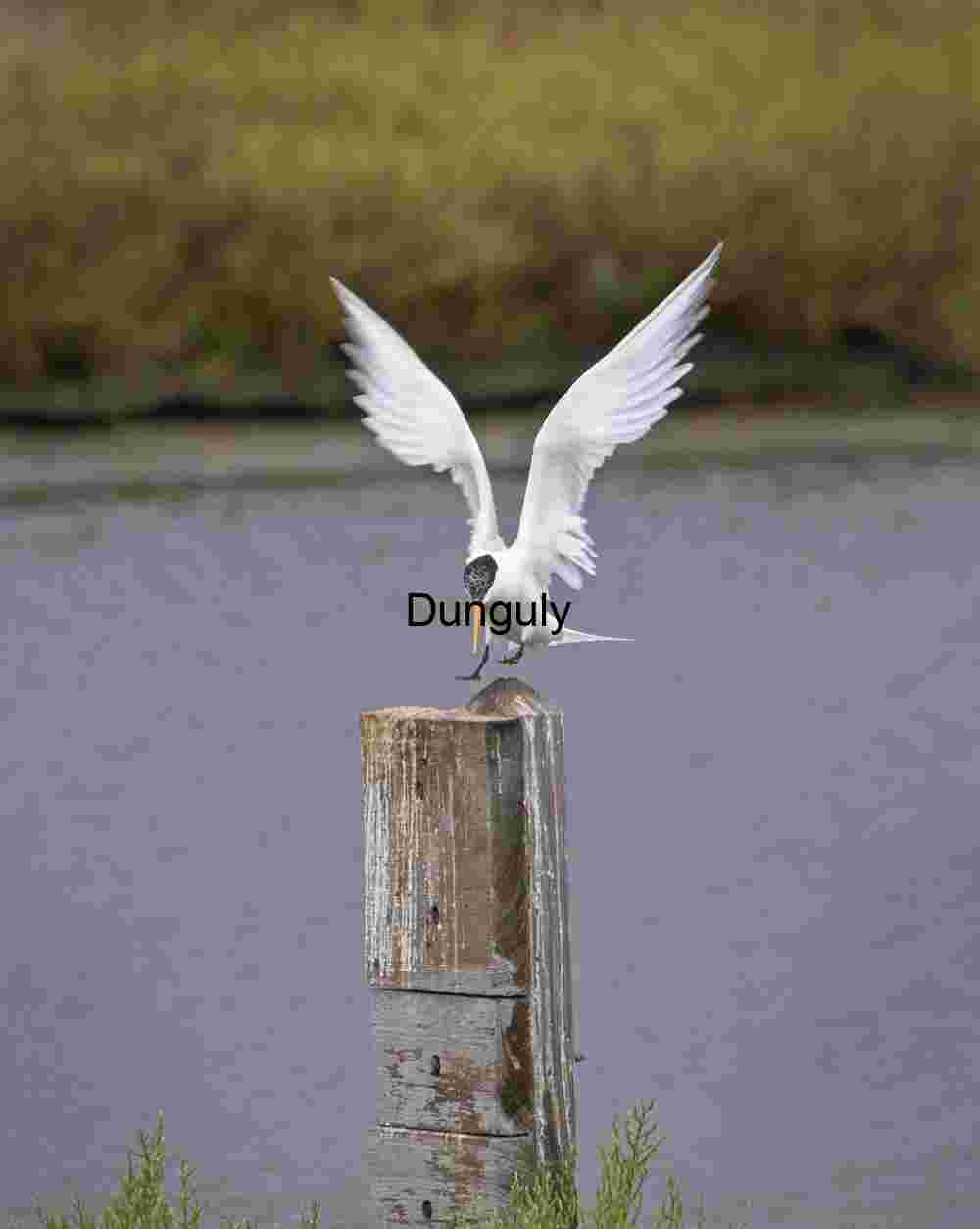 Forster's term touchdown; Bolsa Chica White Bird Landing Gracefully on Wooden Post Over Water