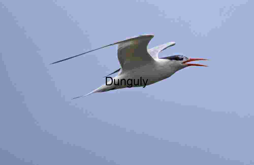 Forster's tern in flight; Bolsa Chica Tern Calling Mid-Flight Against Clear Blue Sky