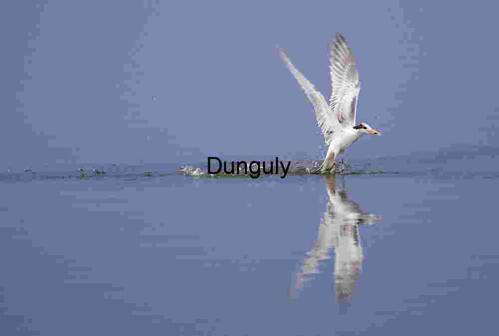 Forster's tern takeoff; Bolsa Chica Reflections in Flight: A Tern’s Graceful Glide