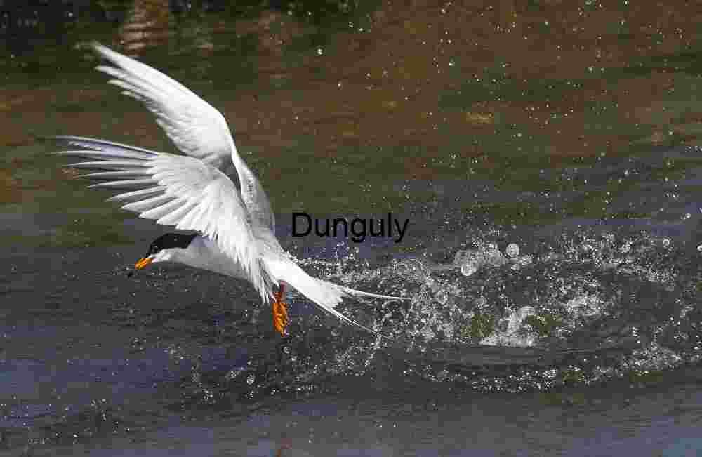 Forster's_tern_airborne_after_fishing_Bolsa Chica Precision Strike: Tern’s Aerial Catch