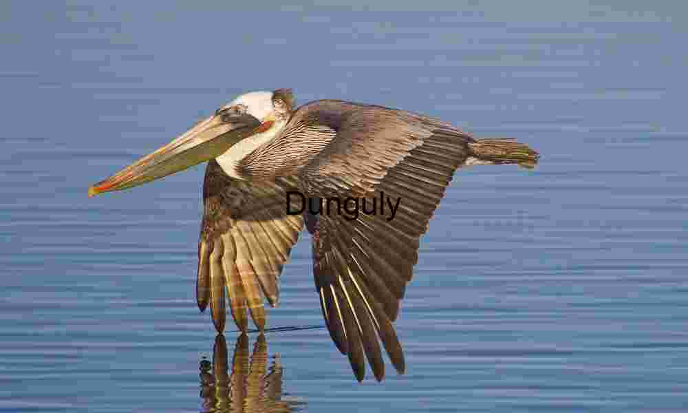 Grazing_wingtip_brown_pelican_Bolsa Chica Reflected Majesty: Pelican in Low Flight