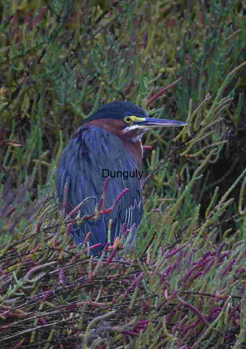 Green-backed heron- bolsa chia Green Heron in Vegetation: Camouflaged Elegance