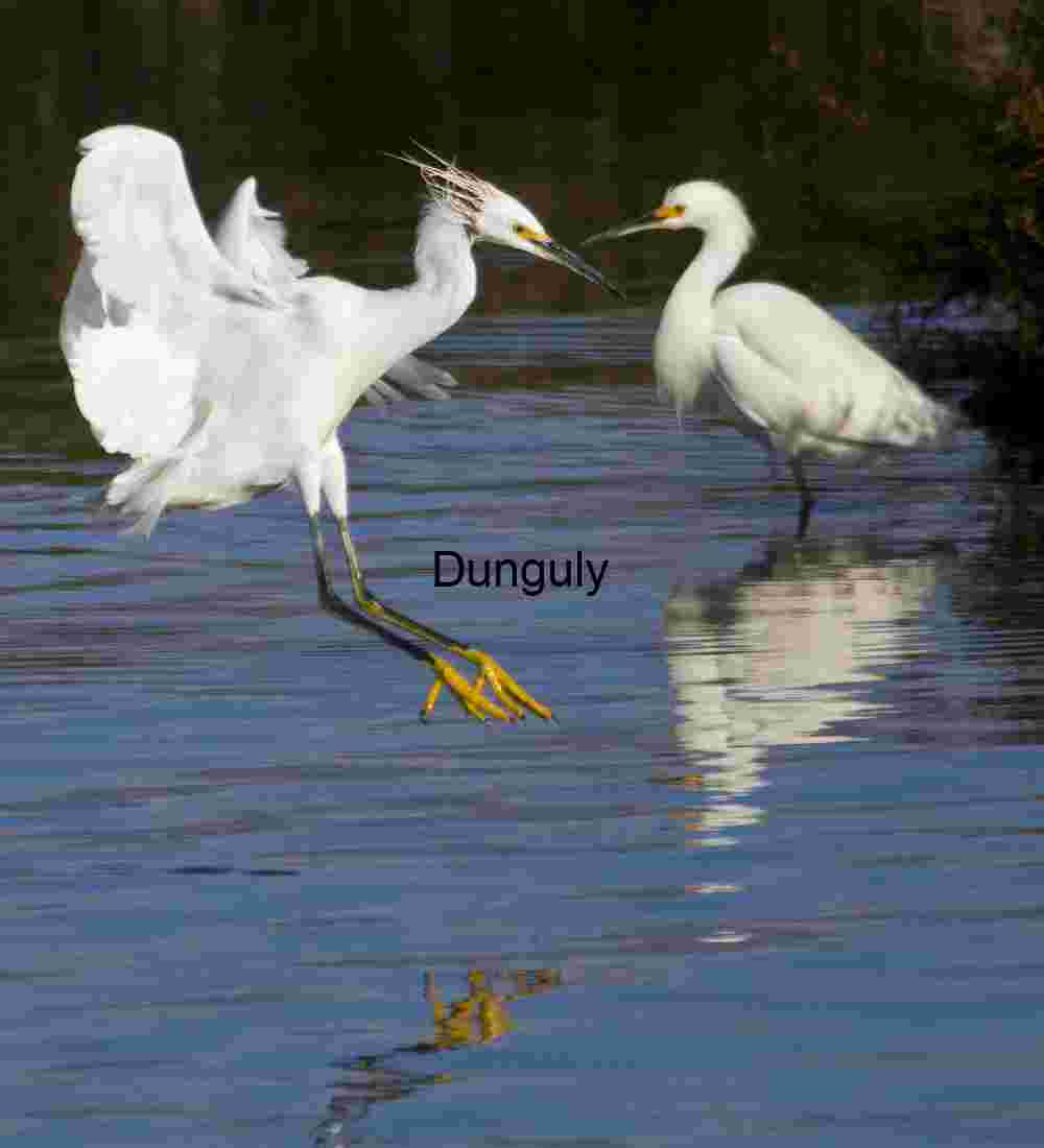 Just dropping in- Bolsa Chica Elegance in Motion: Egrets Dancing on Water