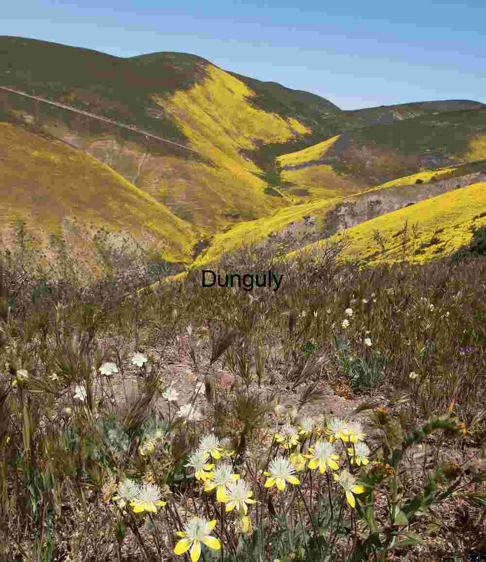 Last of the superbloom high in the Temblor Range Spring Radiance: Wildflowers Across Mountain Slopes
