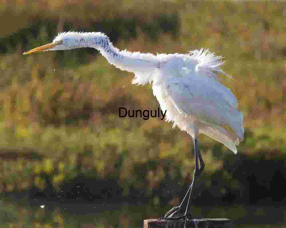 Neck_shake_Great_egret_Bolsa Chica Poised in Stillness: The Great Egret’s Watchful Grace