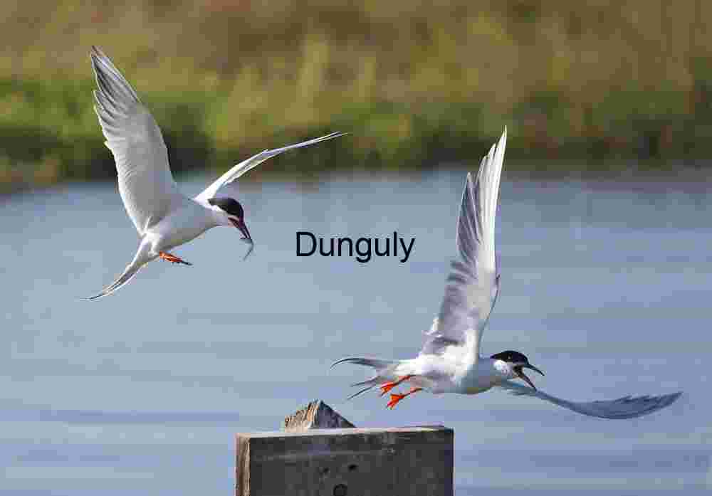 OK, OK-I,m outta here- Forster's terns, Bolsa Chica Terns in Flight: Aerial Exchange Over Tranquil Waters
