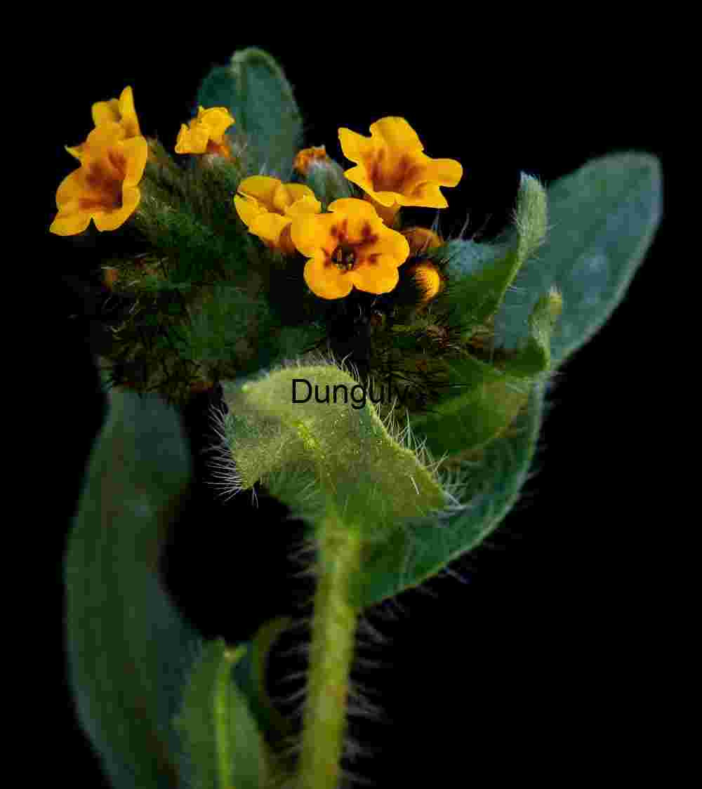 Orange flowers in green leaves - Carrizo Plain Fuzzy-Stemmed Wildflower Against Black Backdrop