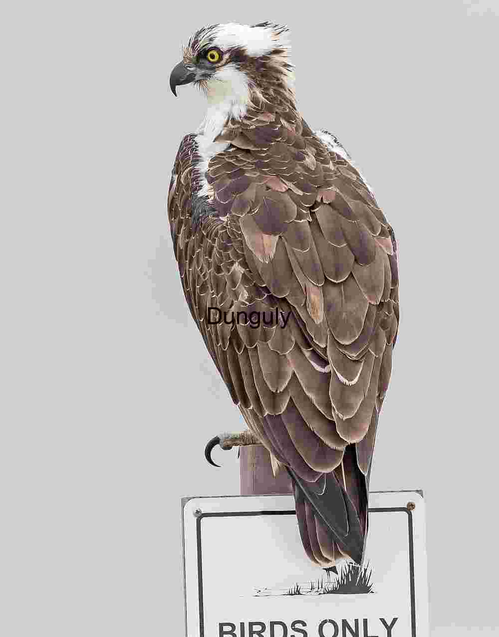Osprey_perched_on_a_birds_only_sign_Bolsa Chica Rightful Perch: Osprey on Duty