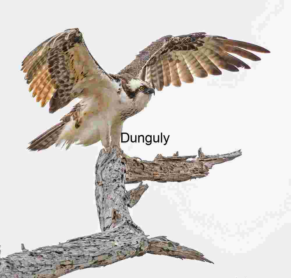 Osprey_stretching_wings_while_perched_on_a_branch_Bolsa Chica Wings Unfurled: Osprey on the Watch
