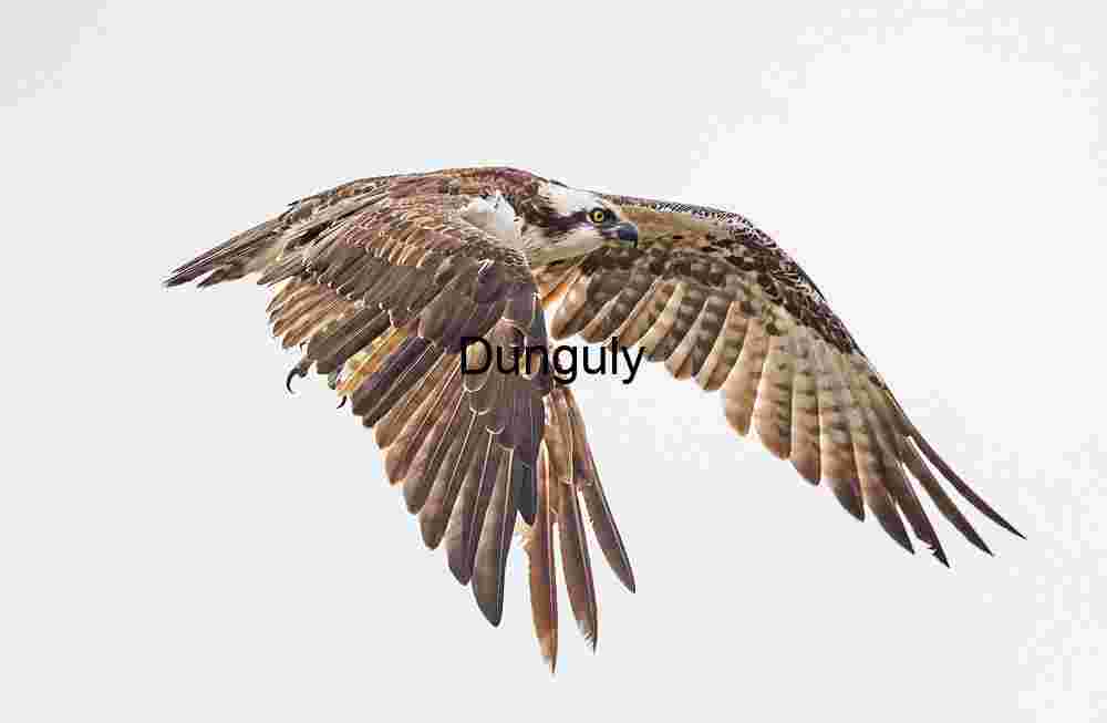 Osprey_wings_down_in_flight_Bolsa Chica Grace in Motion: Osprey Mid-Flight Elegance