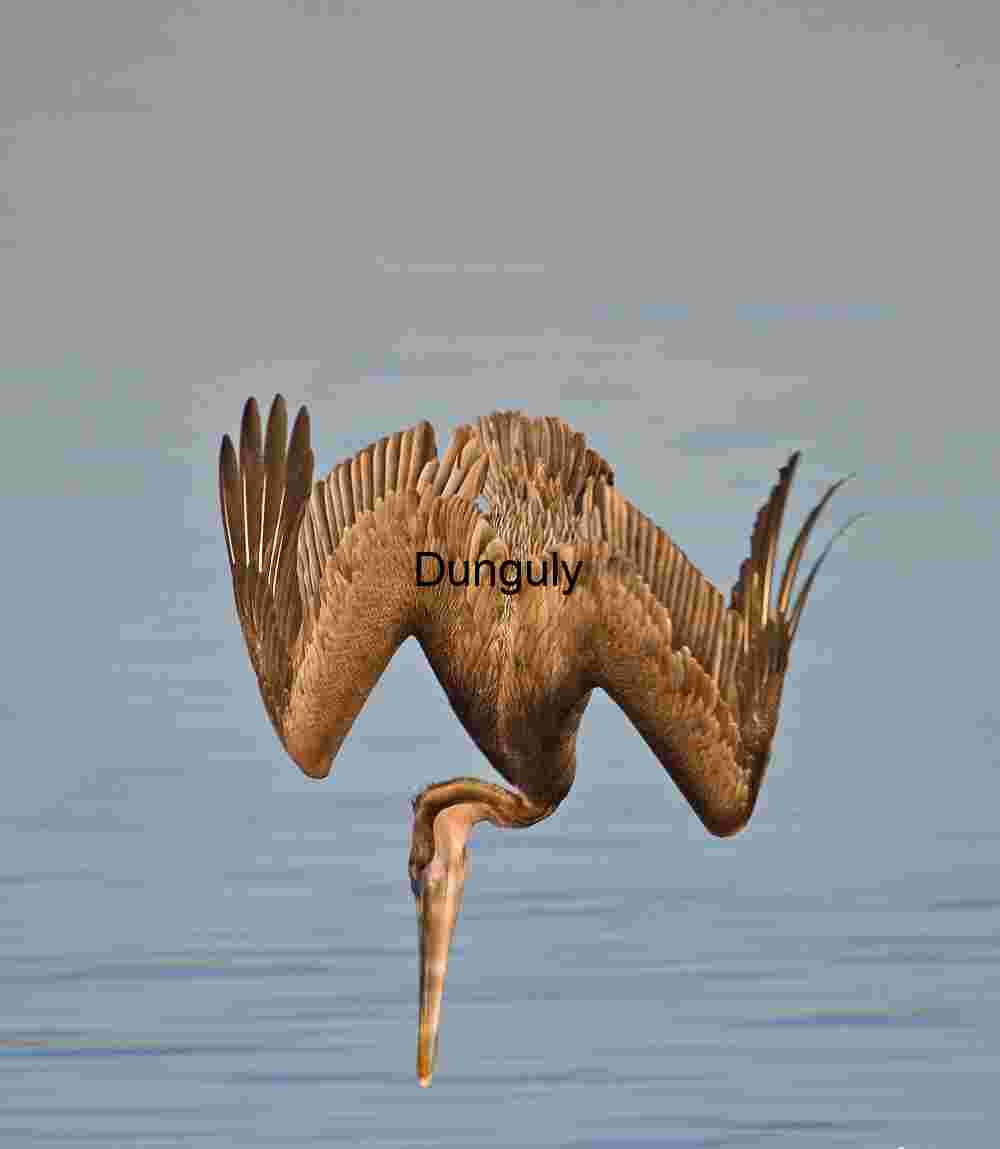 Pelican_in_vertical_dive_Bolsa Chica Grace in Motion: Osprey Mid-Flight Elegance